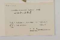 矢鏃葉蟹甲草藏品圖，第3張