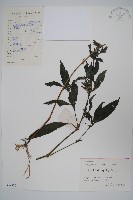 柳葉水蓑衣藏品圖，第1張