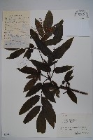 冇骨消藏品圖，第1張
