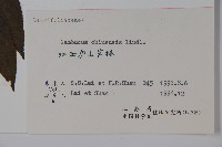冇骨消藏品圖，第2張