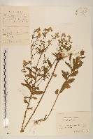 白頂飛蓬藏品圖，第1張