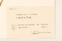 白頂飛蓬藏品圖，第3張