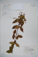 松田氏莢迷、宜昌莢迷藏品圖，第1張