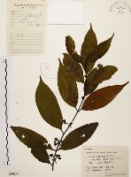 茜草樹藏品圖，第1張