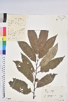 茅栗藏品圖，第1張