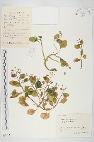 大葉火焰草藏品圖，第1張