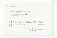 大葉火焰草藏品圖，第3張