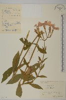 剪秋羅、剪秋紗、漢宮秋藏品圖，第1張