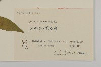 剪秋羅、剪秋紗、漢宮秋藏品圖，第3張