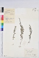 蜜柑草藏品圖，第1張