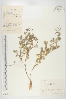 焊菜藏品圖，第1張