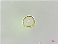 珠芽桑葉麻藏品圖，第1張