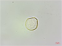 珠芽桑葉麻藏品圖，第2張