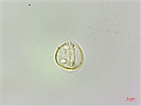 珠芽桑葉麻藏品圖，第3張