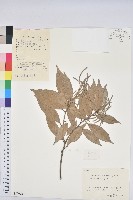 子彈石櫟藏品圖，第1張