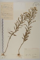 加拿大蓬藏品圖，第1張