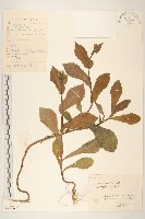 鬼苦苣菜藏品圖，第1張