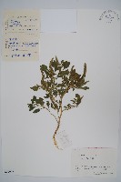 繁穗莧藏品圖，第1張