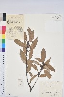 青剛櫟、鐵椆藏品圖，第1張