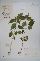 牯嶺鳳仙花藏品圖，第1張