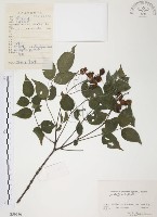 野鴉椿藏品圖，第1張