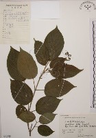 大青藏品圖，第1張