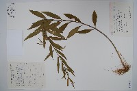 柳葉白前藏品圖，第1張