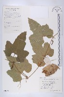 王瓜藏品圖，第1張