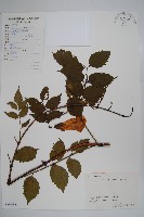 紫葳, 凌霄花藏品圖，第1張