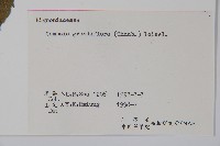 紫葳, 凌霄花藏品圖，第2張