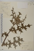 小薊藏品圖，第1張