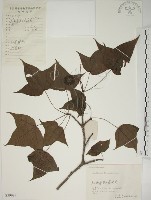 楓香、楓樹藏品圖，第1張