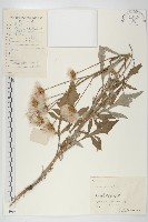 泥胡菜藏品圖，第1張