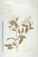 葶藶藏品圖，第1張