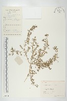 臭濱芥、臭薺藏品圖，第1張