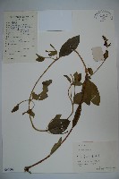 忍冬、金銀花藏品圖，第1張