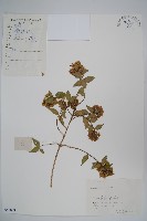 臺灣糯米條藏品圖，第1張