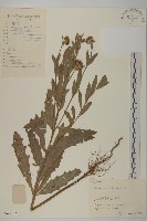 華薊藏品圖，第1張