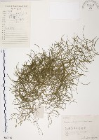 天門冬藏品圖，第1張