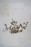 彎齒盾果草藏品圖，第1張