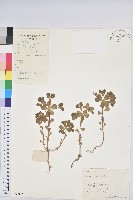 澤漆藏品圖，第1張