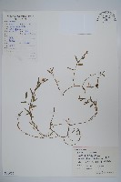 半邊蓮、鐮磨仔草藏品圖，第1張