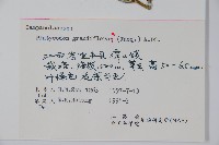 桔梗藏品圖，第2張