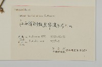 高山小葉菊、陀螺紫菀藏品圖，第3張