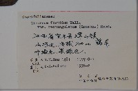 狹葉莢迷藏品圖，第2張