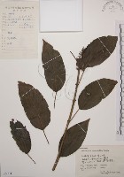 大青藏品圖，第1張