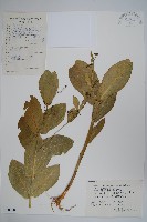 紫花合掌消藏品圖，第1張