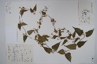 山白前藏品圖，第1張