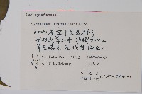 山白前藏品圖，第2張