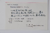 南天竹、天竹、蘭天竹藏品圖，第2張